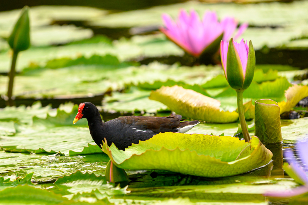 Conservation Mustique Island