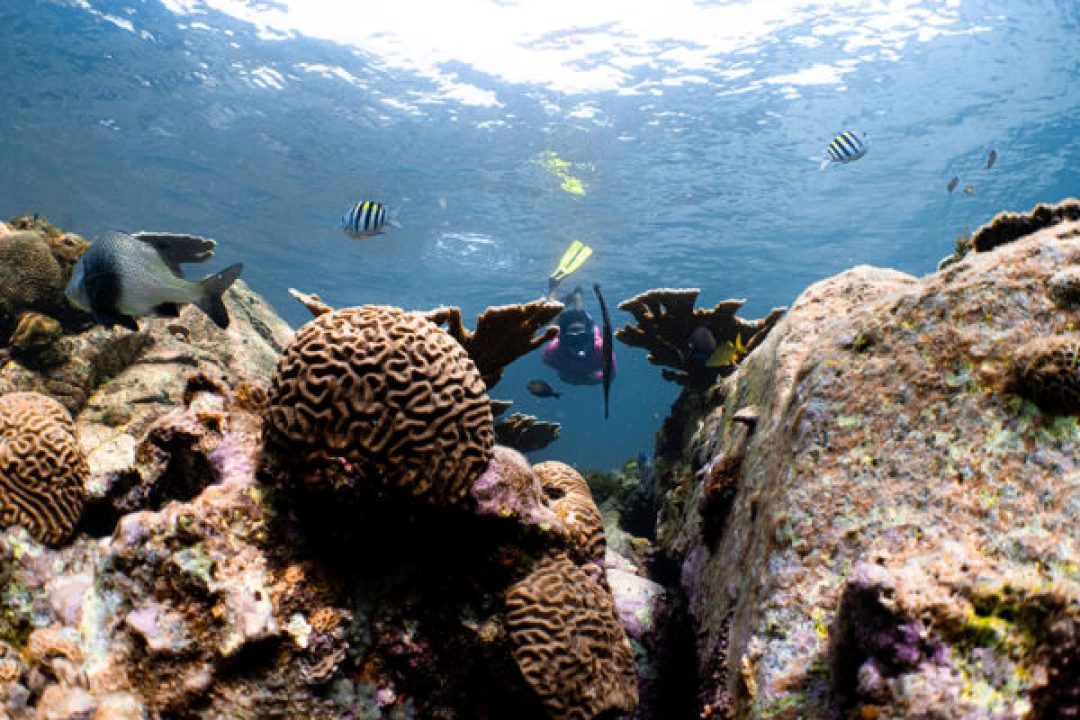 /assets/journal/coral-restoration-project/mustique-reef-1-600x400.jpeg