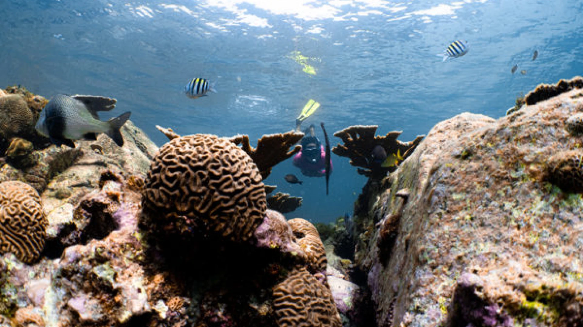 /assets/journal/coral-restoration-project/mustique-reef-1-600x400.jpeg